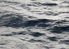 WhaleWatching 008